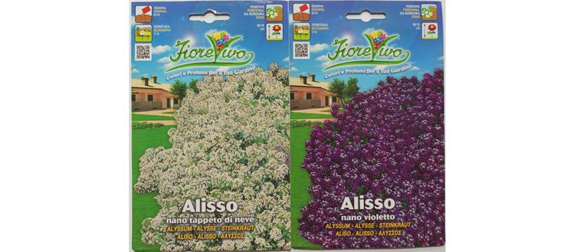 Alisso Flower Seeds