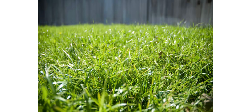 Bermuda Lawn Seeds