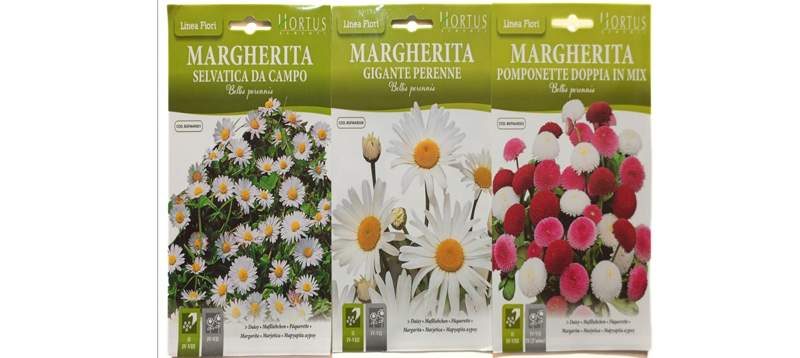 Margherita Flower Seeds