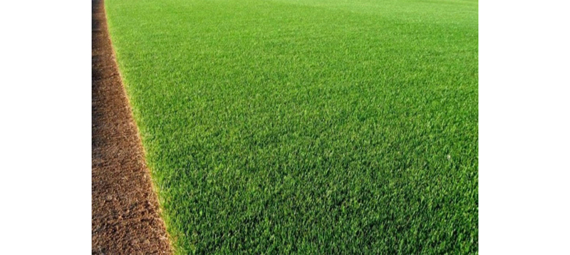 Ryegrass  Lawn Seeds