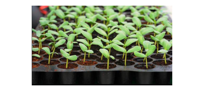 Seasonal Seedlings