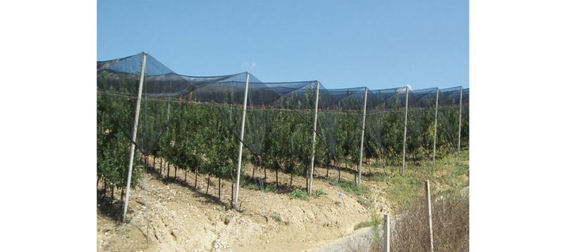 Anti Hail Protection- Italy