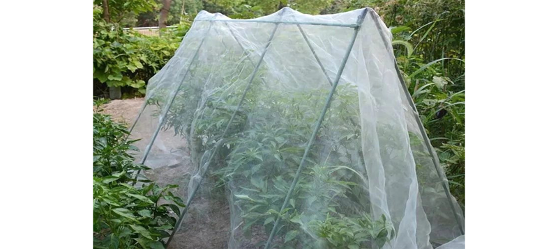 Anti Insect Netting- Italy