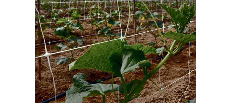 Climbing Plant Net- Italy
