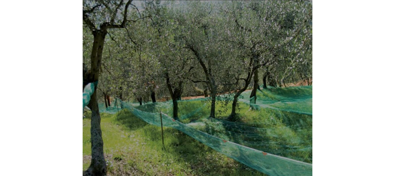Olive Harvesting Net- Italy