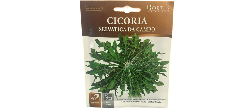 Cicoria Selvatica Da Campo Seeds