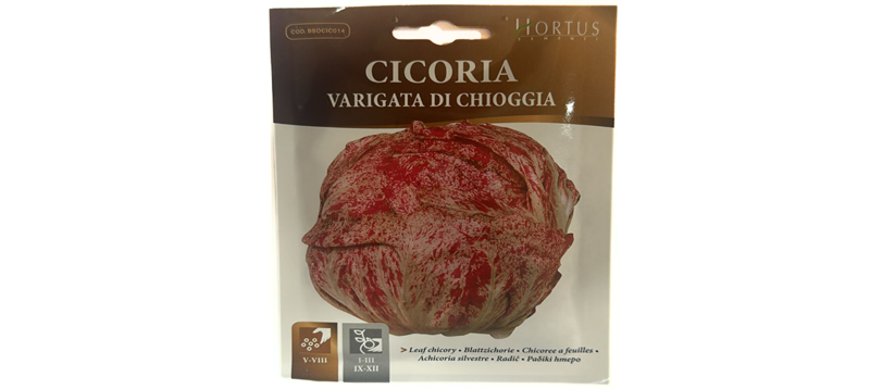 Cicoria Varigata Di Chioggia Seeds